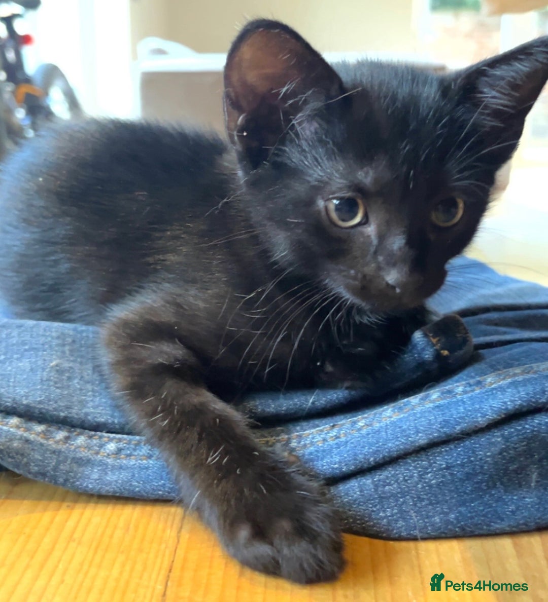 Mixed Breed cats for sale: Kittens ready to leave  - Image 3