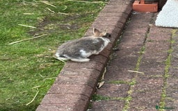 Netherland Dwarf rabbits for sale: Netherlands dwarf - Image 4