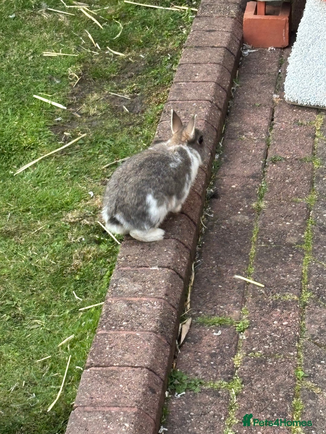 Netherland Dwarf rabbits for sale: Netherlands dwarf - Image 4