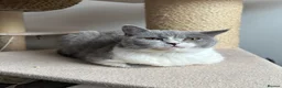 British Shorthair cats for sale: 💙 Bicolour Blue and White British Shorthair  - Advert 9