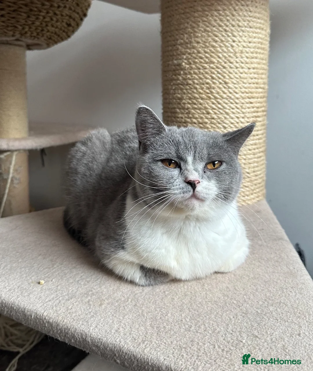British Shorthair cats for sale: 💙 Bicolour Blue and White British Shorthair  - Advert 9