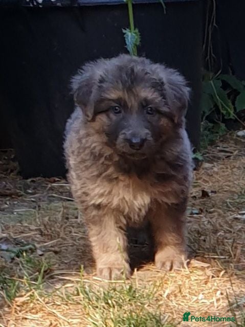 German Shepherd dogs German Shepherd puppies all colours ready end Aug - Advert 6