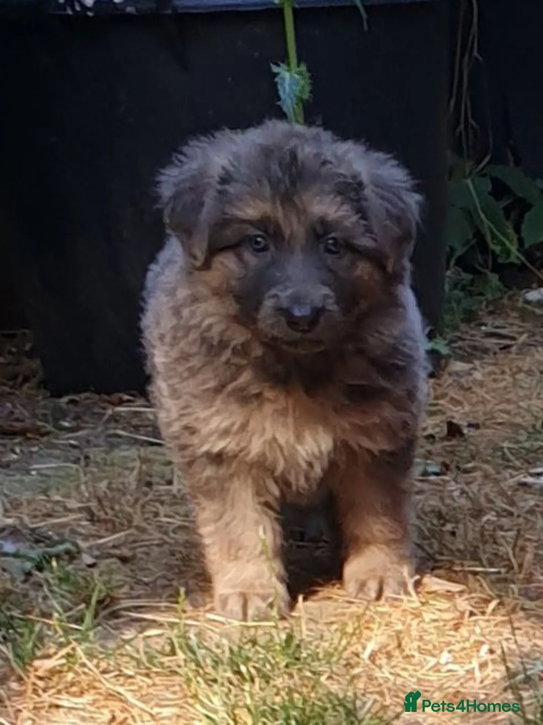 German Shepherd dogs for sale: German Shepherd puppies all colours ready end Aug - Advert 2