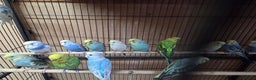 Budgerigars birds for sale:  budgies for sale - Advert 13
