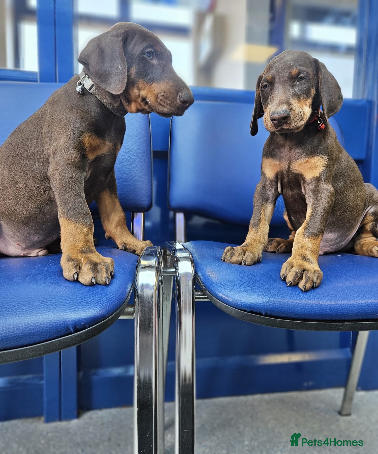 Dobermann dogs 🐾 Ready Today KC Registered pups 🐾  - Advert 1