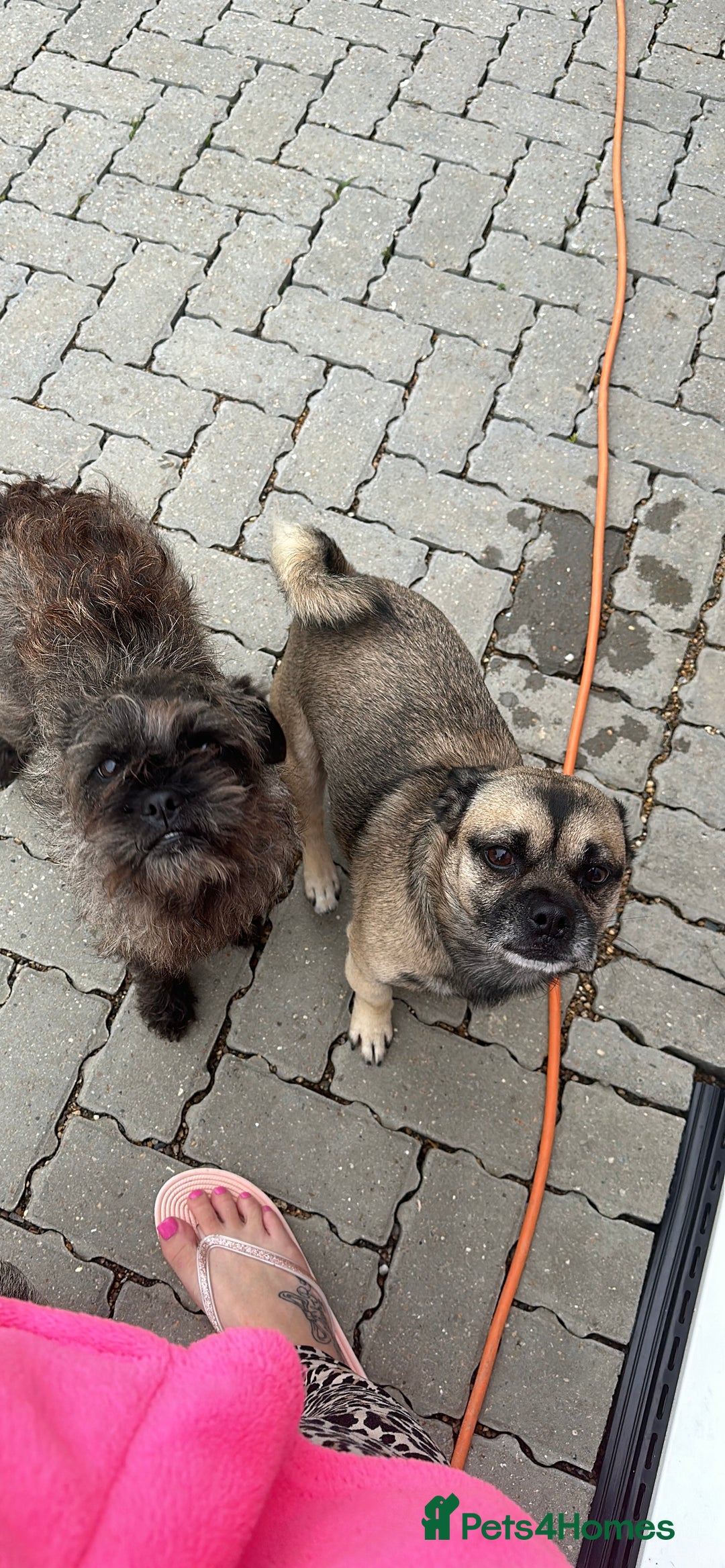 Jug dogs for sale: Jug girl  - Advert 3