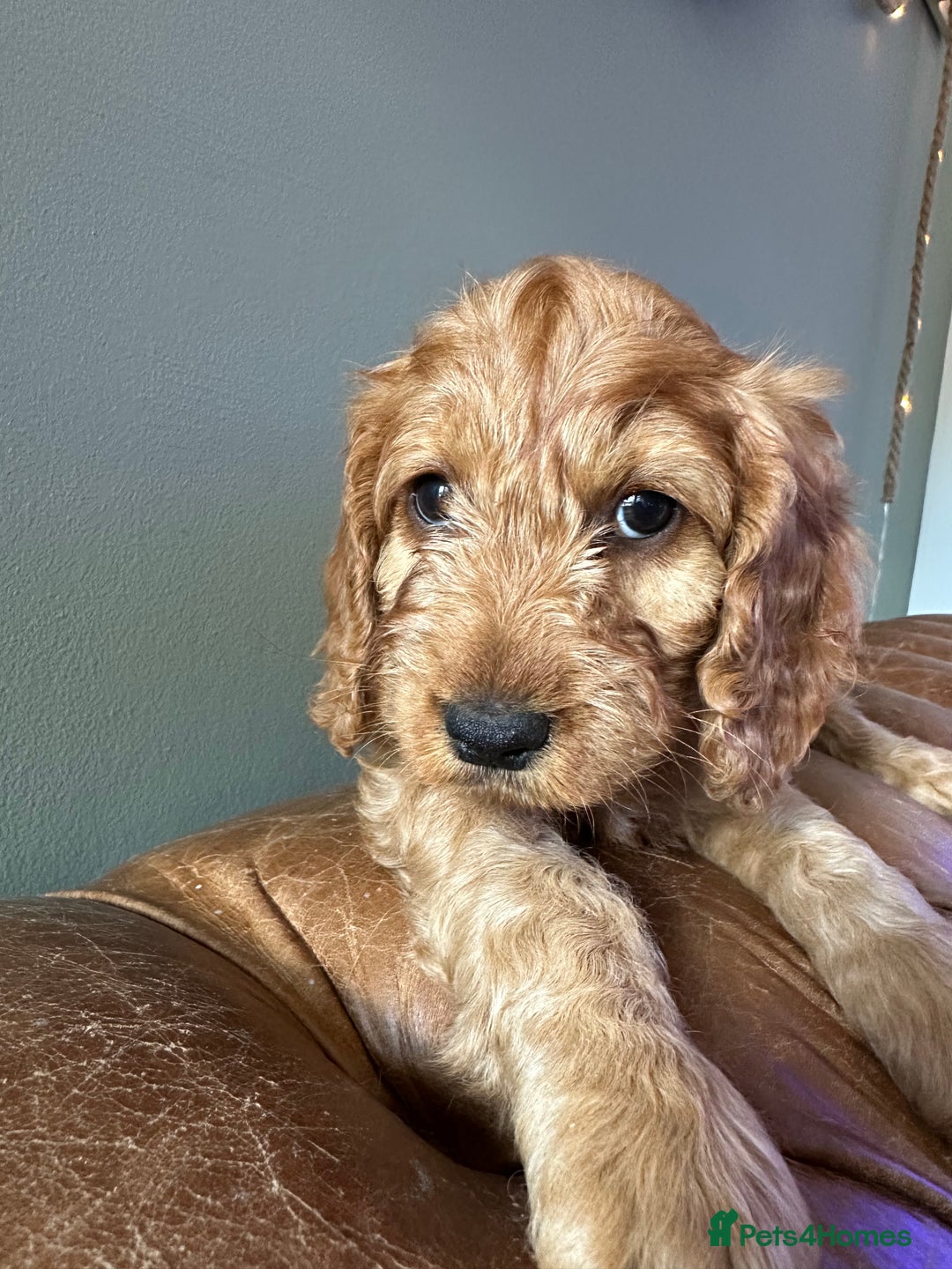 Cockapoo dogs for sale: Cockapoo puppies. Fully DNA tested.  - Image 8