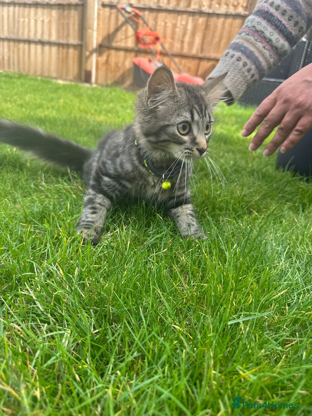 British Shorthair cats for sale: 3 beautiful kittens - Image 10