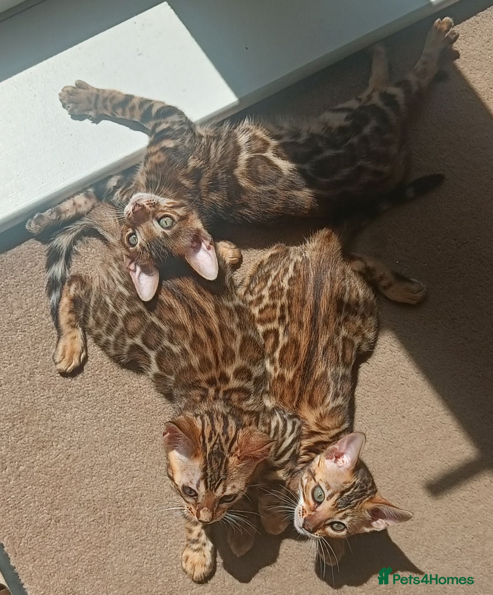 Bengal cats Cuddly and beautiful pedigree bengal kittens - Advert 2