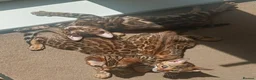 Bengal cats for sale: Cuddly and beautiful pedigree bengal kittens - Advert 3