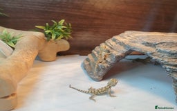 Dragon reptiles for sale: Baby Rankin Dragons  - Image 3