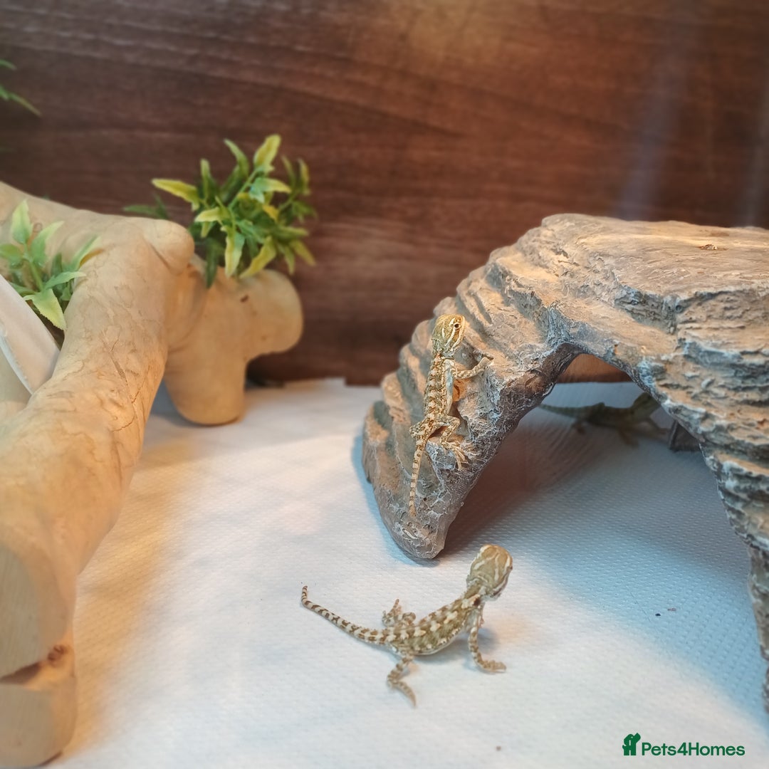 Dragon reptiles for sale: Baby Rankin Dragons  - Image 3