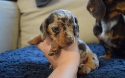 Miniature Dachshund dogs for sale: miniature dachshund puppies ready to reserve 🤍 - Image 21