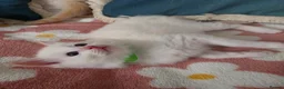Ragdoll cats for sale: GCCF registered Ragdoll kittens  - Advert 20