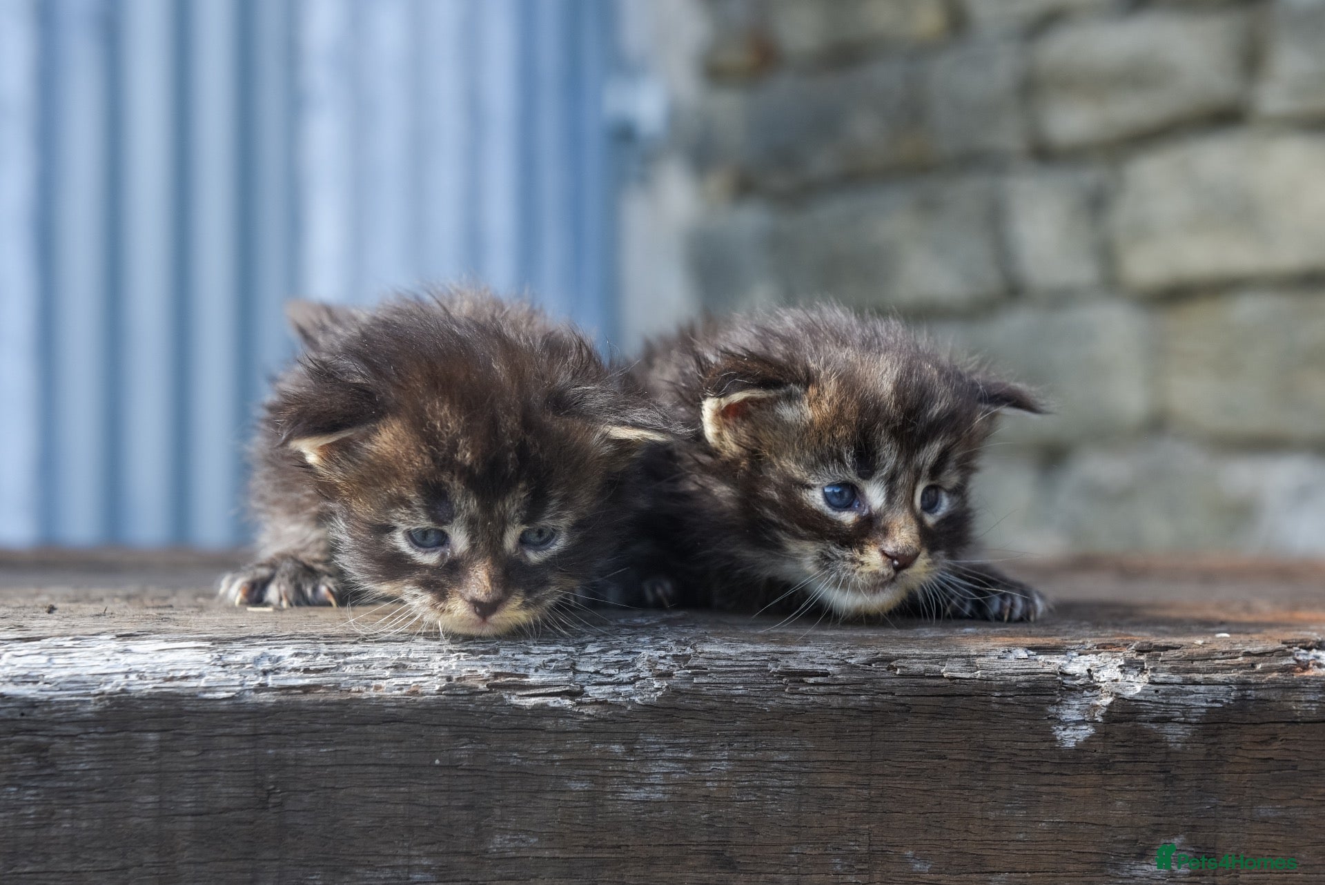 Maine Coon cats XL Maine coon kittens  - Advert 1