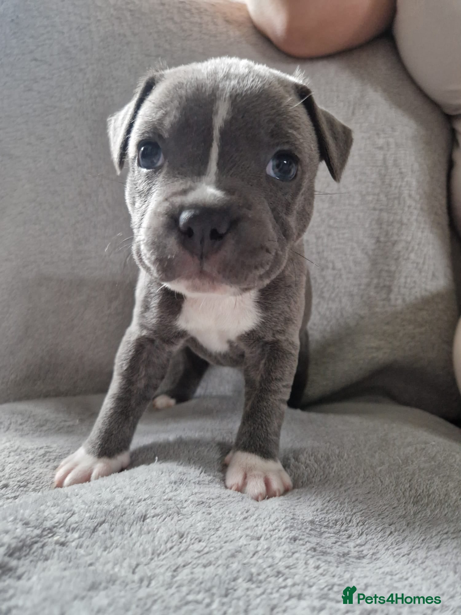 Staffordshire Bull Terrier dogs 3 Stunning Blue & White KC Reg Staffy Puppies - Advert 13