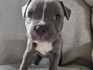 Staffordshire Bull Terrier dogs 3 Stunning Blue & White KC Reg Staffy Puppies - Advert 13