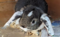 Mini Lop rabbits for sale: Baby Mini Lops - Image 1