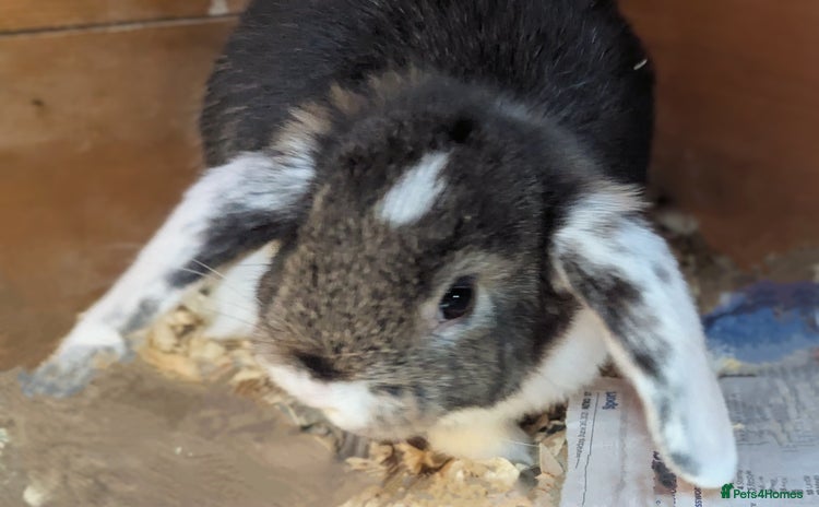 Mini Lop rabbits - Advert 2