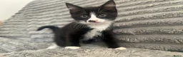 Mixed Breed cats for sale: Ready to go! Grey is no longer available  in Winchester - Advert 3