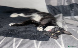 Maine Coon cats for sale: Maine Coon Brother  - Advert 2