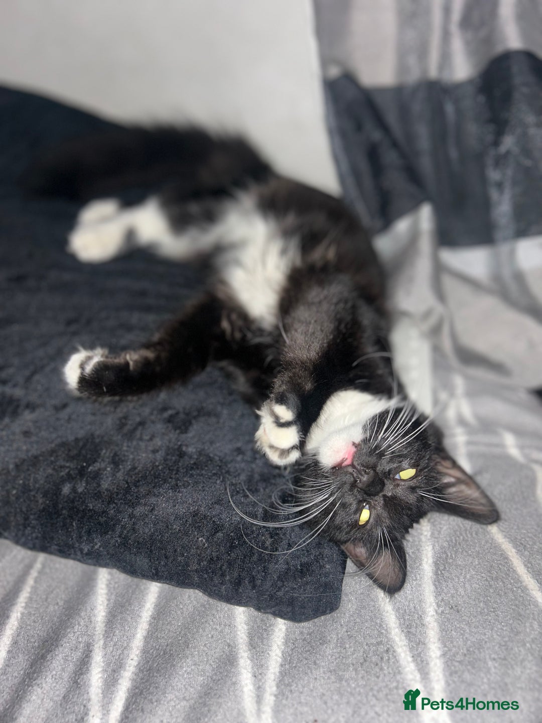 Maine Coon cats for sale: Maine Coon Brother  - Advert 2