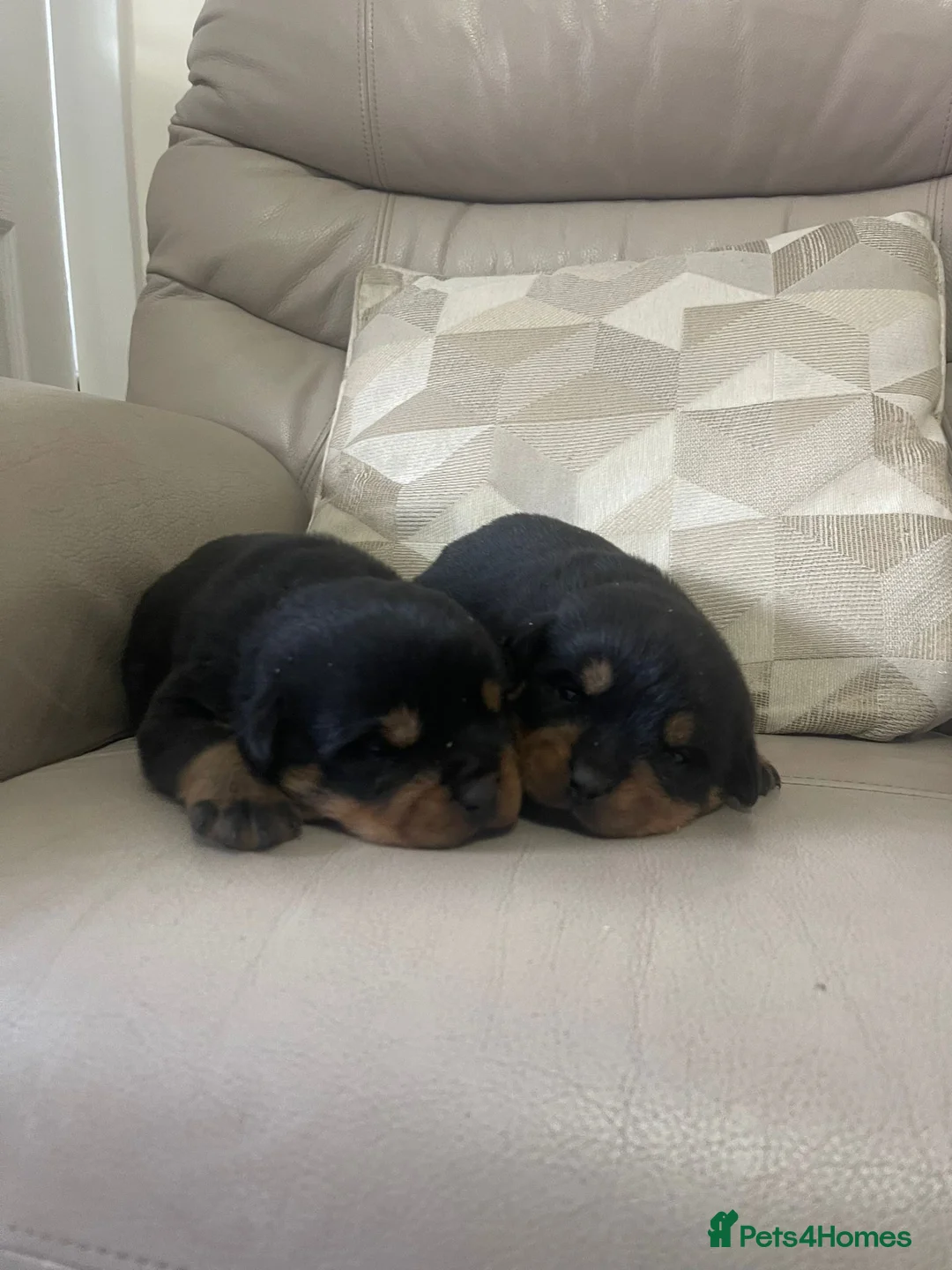Rottweiler dogs for sale: Quality KC registered Rottweiler Puppies  - Advert 4