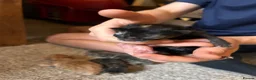 Mixed Breed cats for sale: Affectionate Kittens  - Advert 4