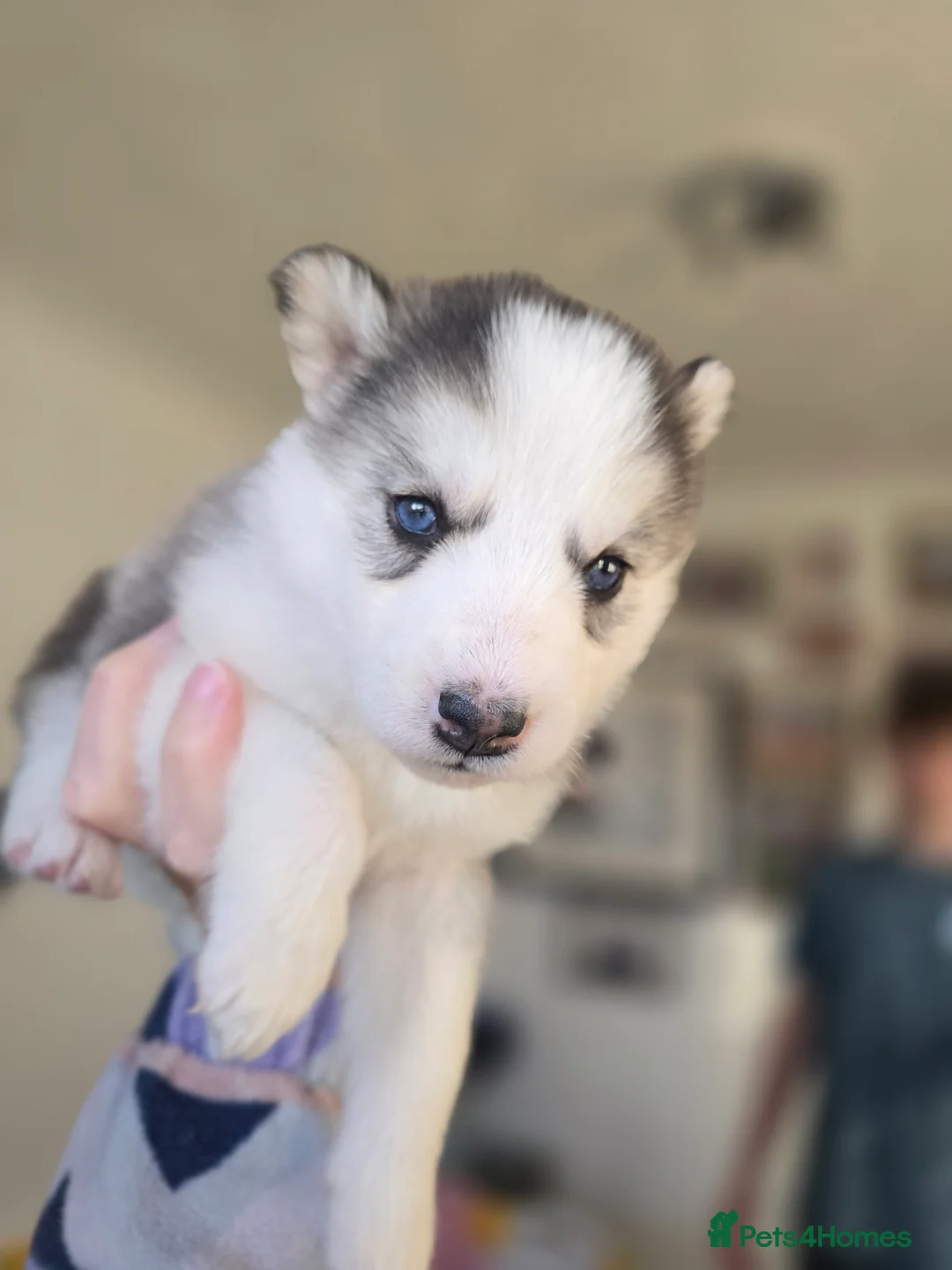 Alaskan Malamute dogs for sale: READY 2 female fluffy pups left - Advert 3