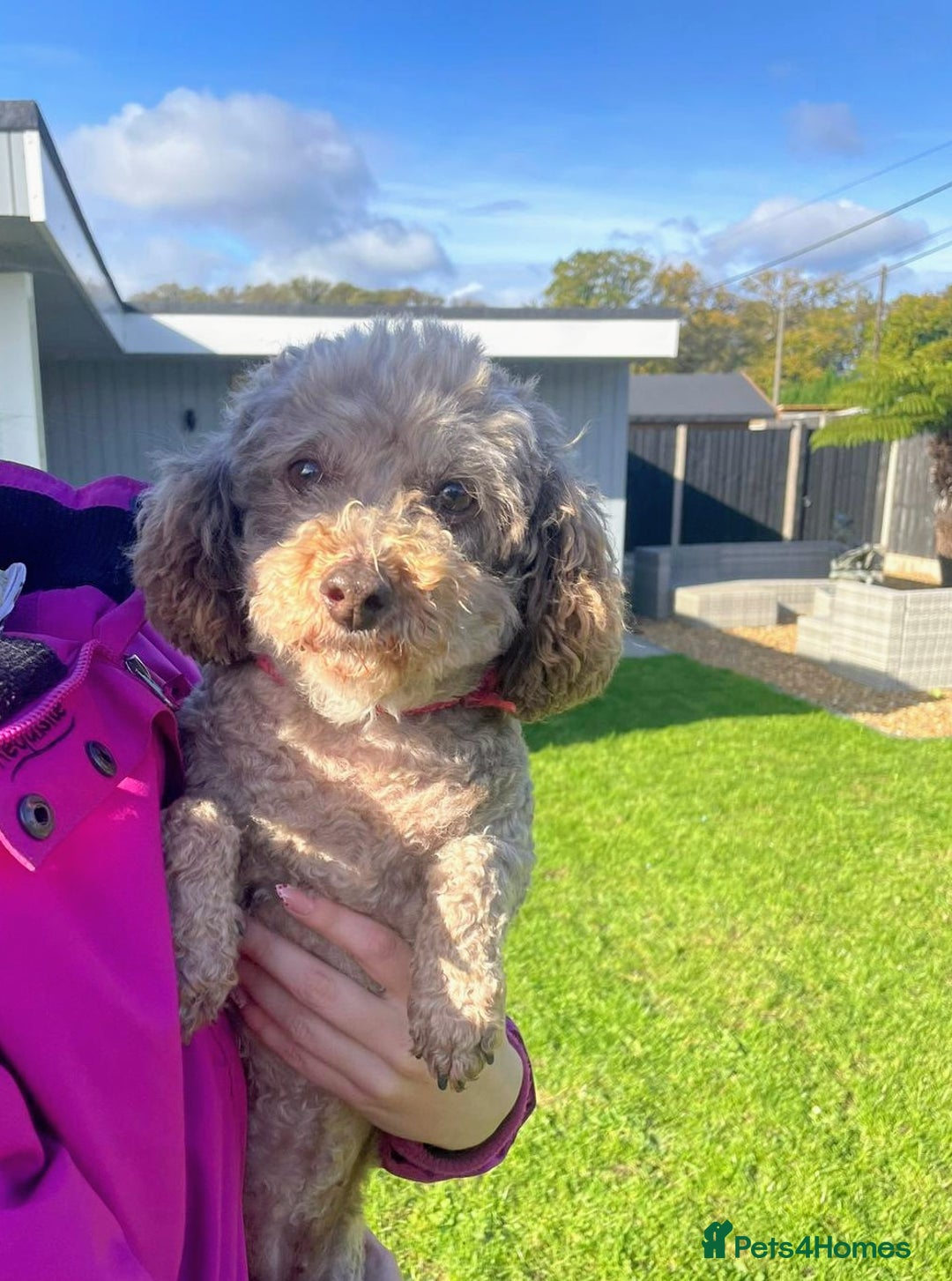 Toy Poodle dogs for sale: 9year old Toy poodle looking for new home - Advert 2