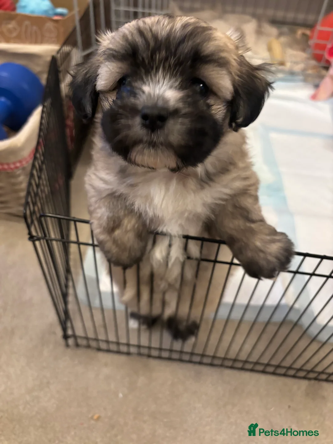 Maltipoo dogs for sale: Maltipoo - Advert 31