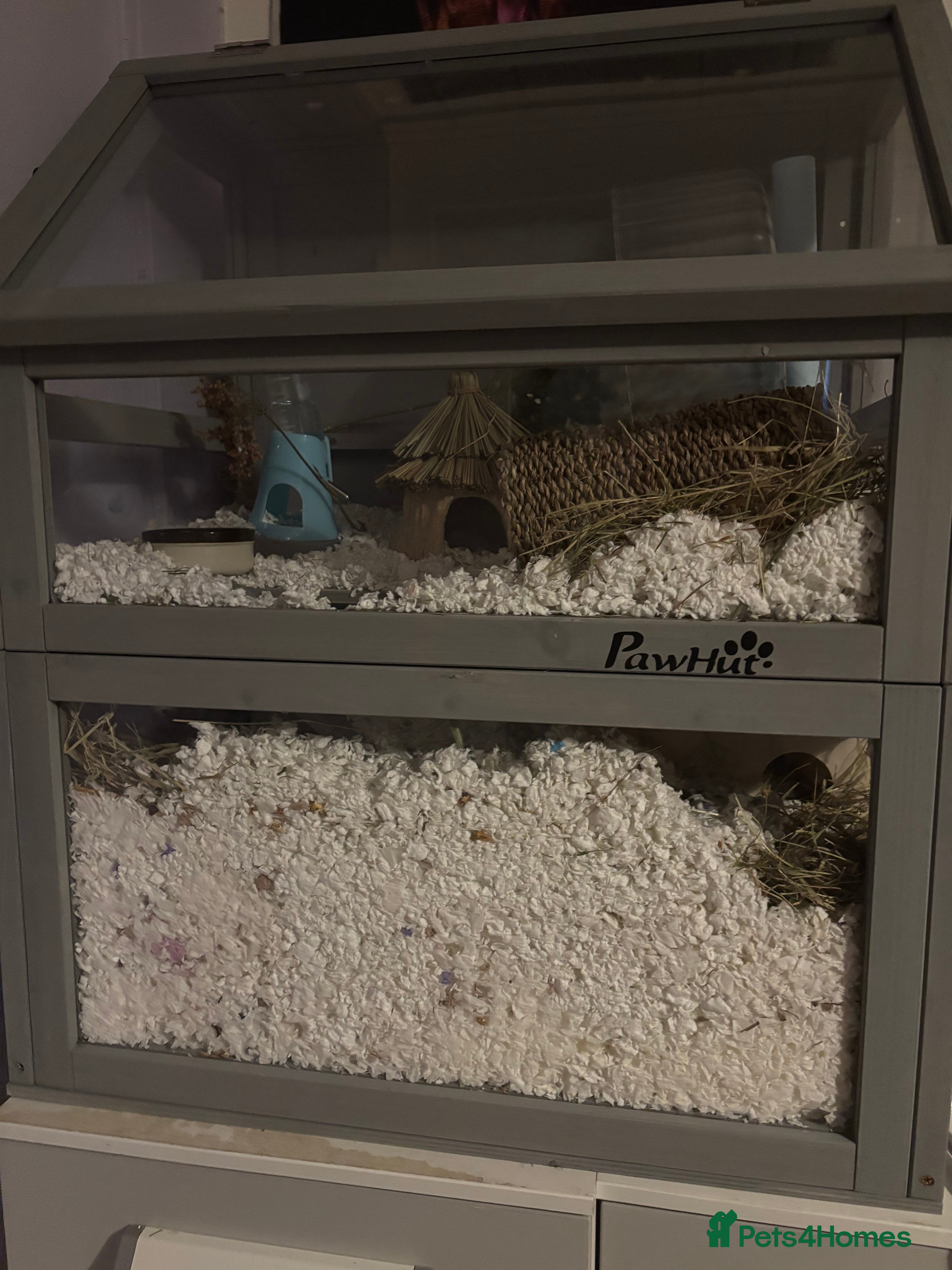 Hamster rodents roborovski dwarf hamster available  - Advert 2