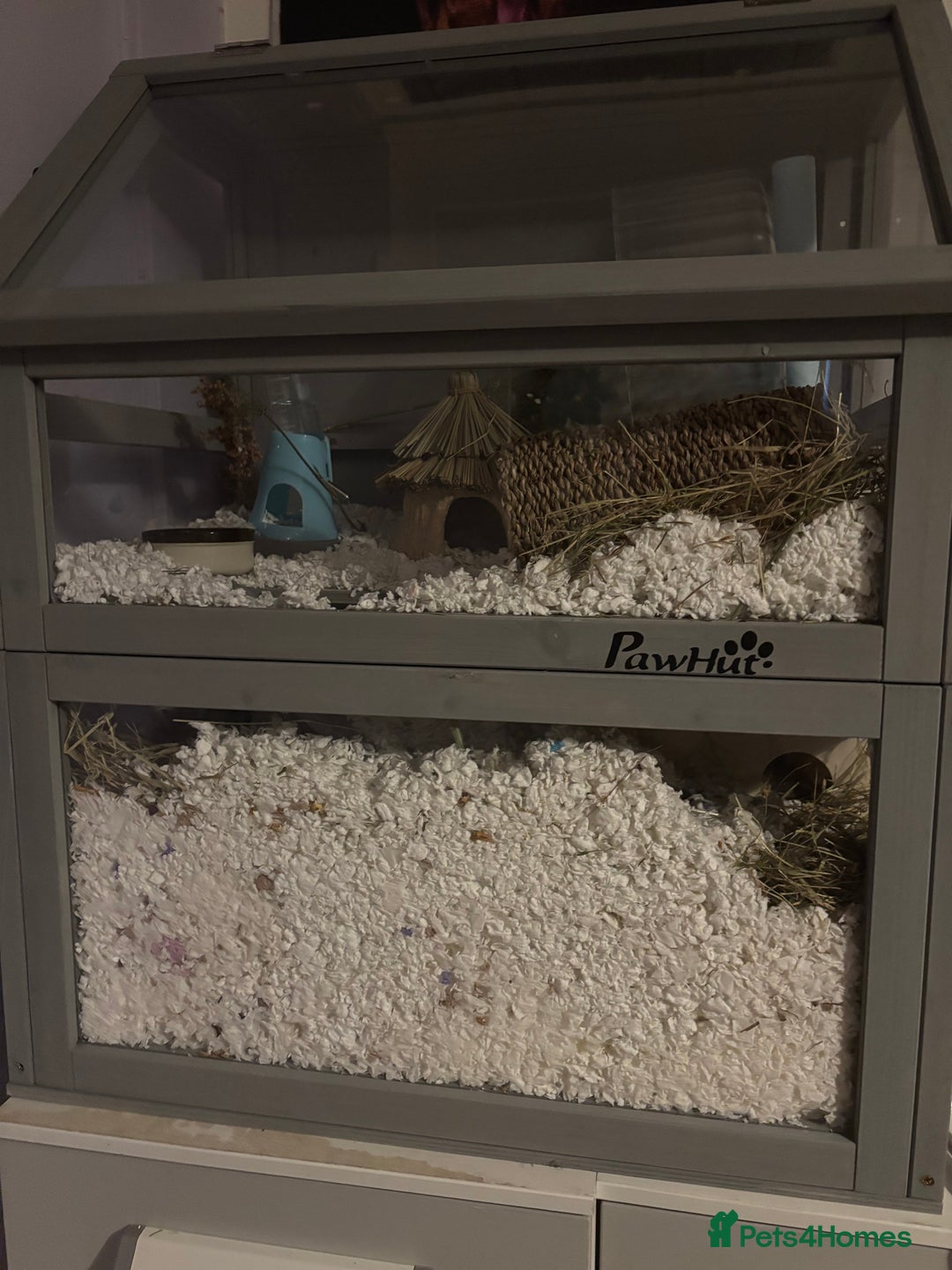 Hamster rodents for sale: roborovski dwarf hamster available  - Advert 1