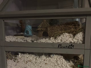 Hamster rodents roborovski dwarf hamster available - Advert 2