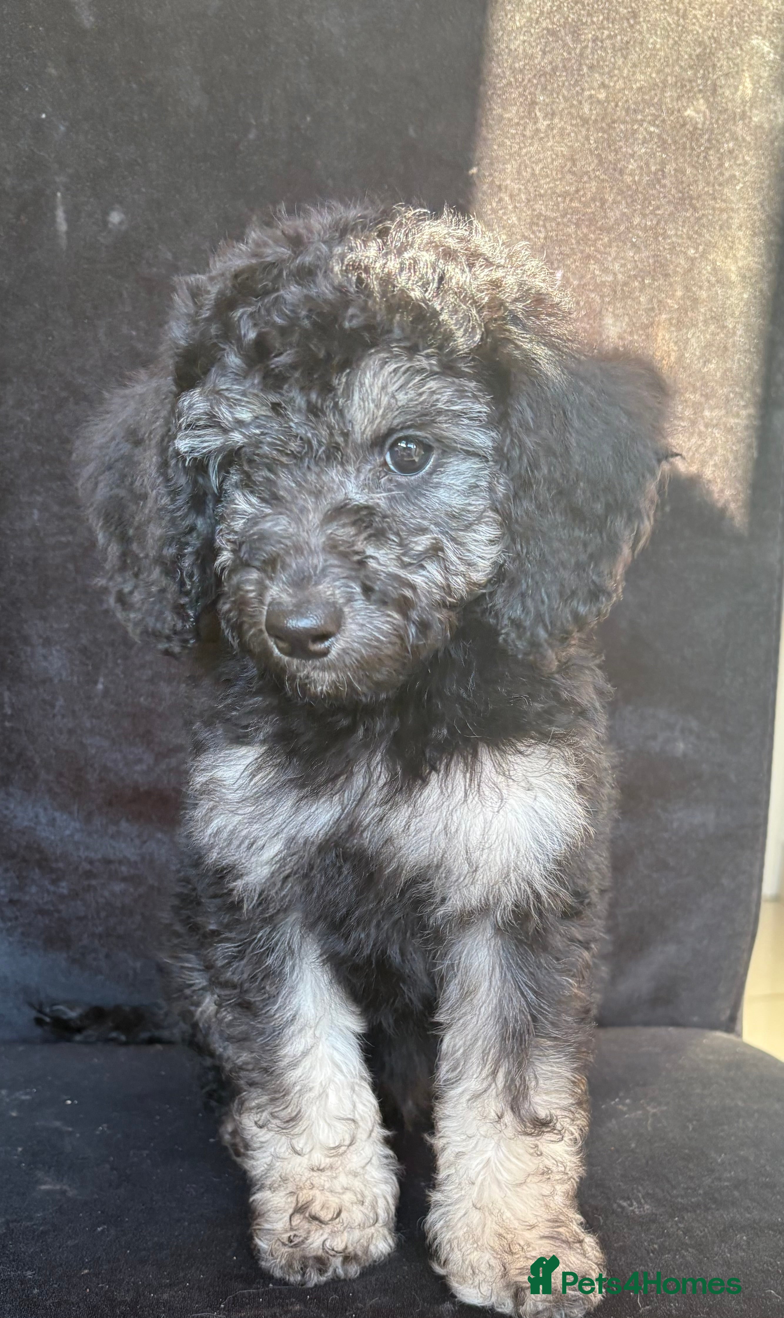 Miniature Poodle dogs 🐩🌈Miniature Merle poodle puppies 🌈🐶❤️ - Advert 2