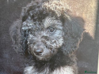 Miniature Poodle dogs 🐩🌈Miniature Merle poodle puppies 🌈🐶❤️ - Advert 14