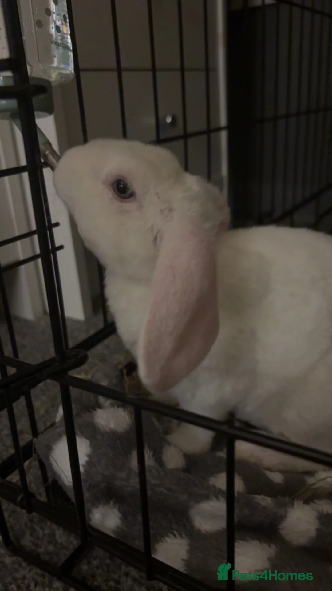 Mixed Breed rabbits for sale: rabbit in Gloucester - Advert 5