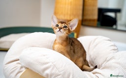 Abyssinian cats for sale: Vanilla Boy-Exceptional Abyssinian-Champion line - Advert 6