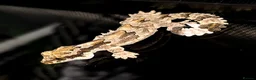 Gecko reptiles for sale: Kuhl's Flying Gecko Pair CB26 - Advert 3