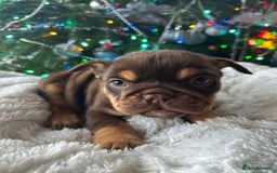 Old Tyme Bulldog dogs for sale: English bulldogs puppies  - Image 2