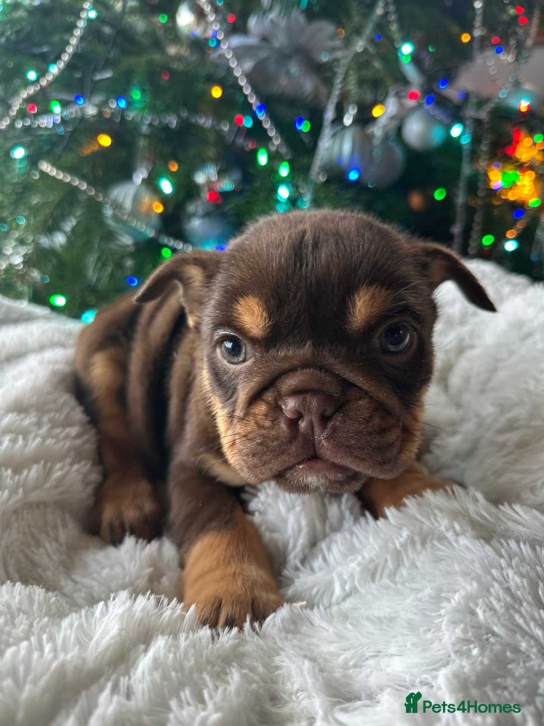Old Tyme Bulldog dogs for sale: English bulldogs puppies  - Image 2