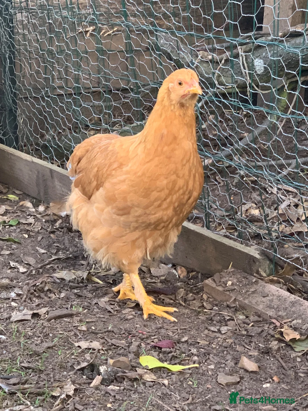 Chickens poultry for sale: Mixed breed spring chicken - Advert 3