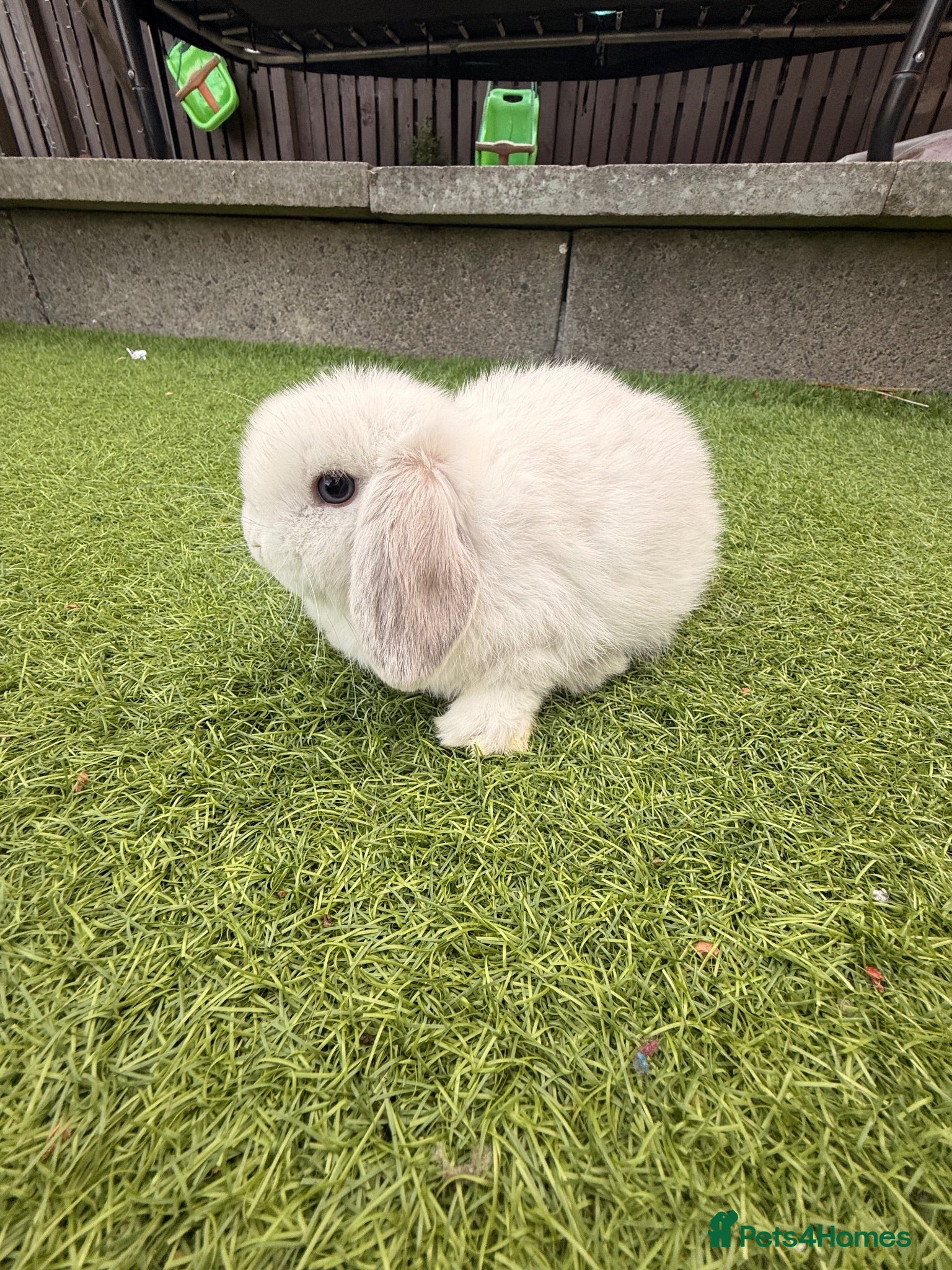 Mini Lop rabbits Mini lop babies  - Advert 14