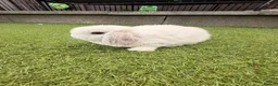 Mini Lop rabbits for sale: Mini lop babies  - Advert 1
