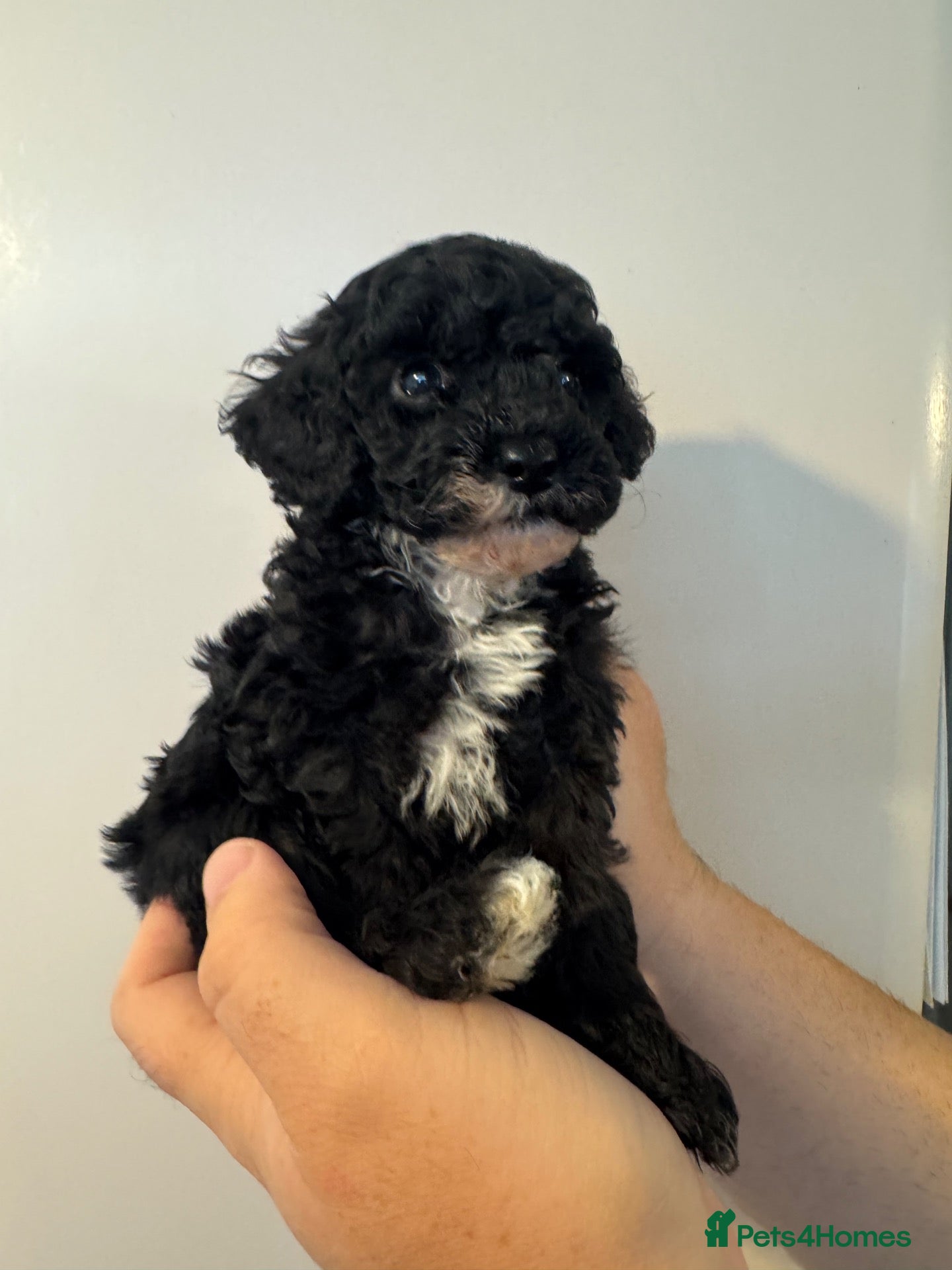 Cavapoo dogs Cavapoo F1b LAST ONE Black & White (Male) - Advert 2