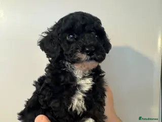 Cavapoo dogs Cavapoo F1b LAST ONE Black & White (Male) - Advert 2