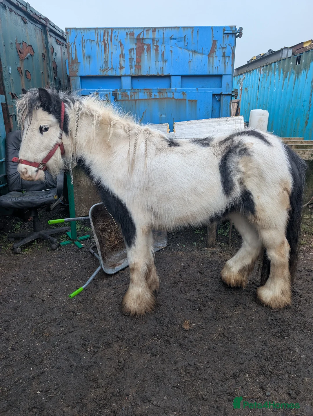 Irish Cob horses for sale: Daisy 3 year old mini cob 12.2,hh  - Advert 3