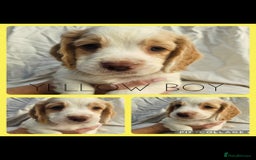 Cocker Spaniel dogs for sale: Top KC working cocker spaniels - Image 3