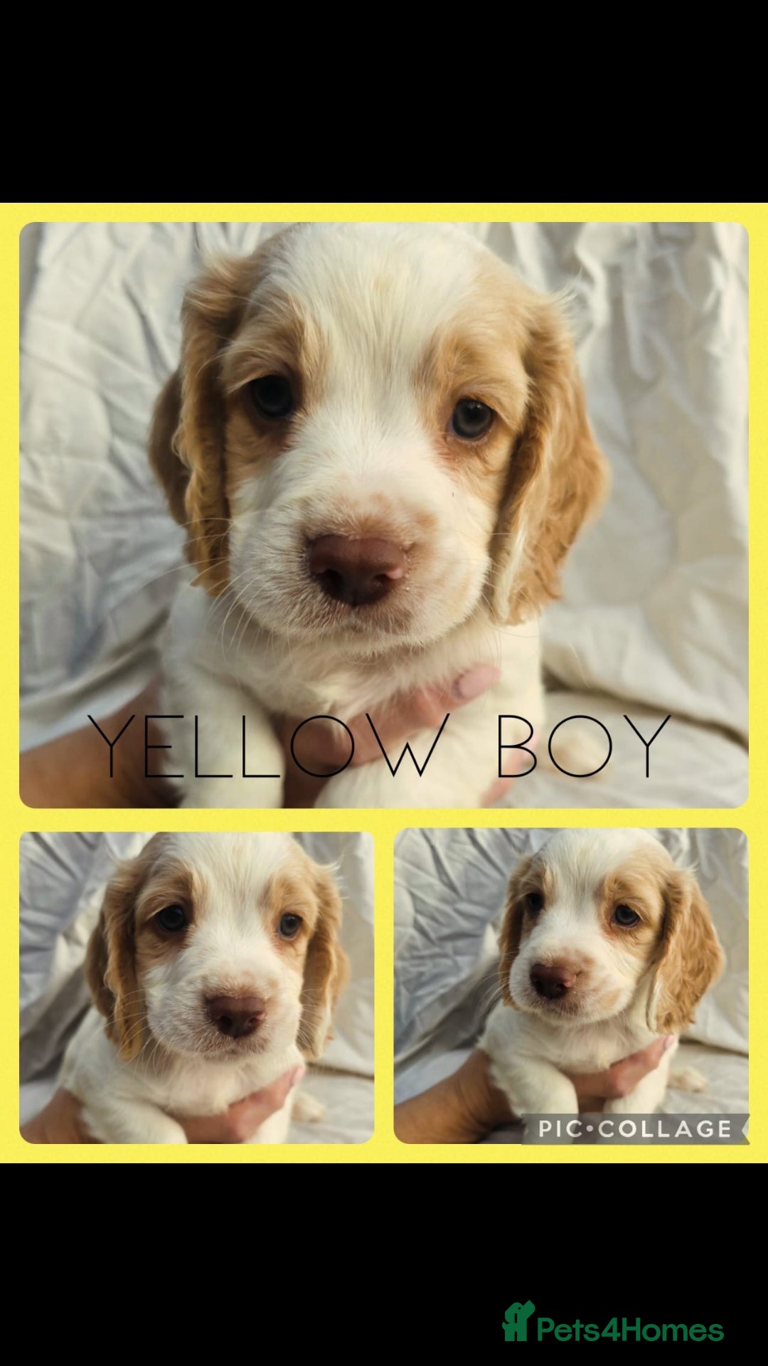 Cocker Spaniel dogs for sale: Top KC working cocker spaniels - Image 3