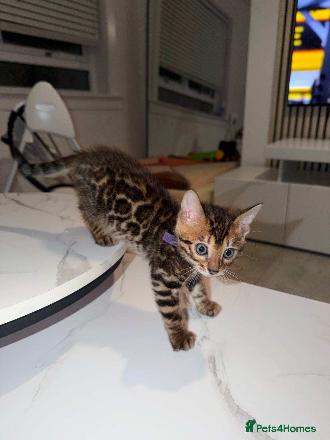 Bengal cats for sale: Bengal Male Kittens Available 🐾  - Advert 6